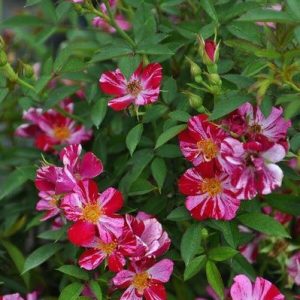 Chậu hoa hồng Nhật Kazehanabi (chậu C8) - Cây trưởng thành sắp hoa