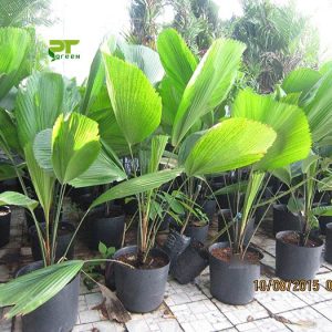 Cây giống Kè Nhật Size đại - CayGiongTot