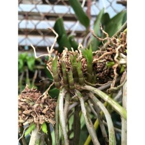 Kích KeiKiPro Mỹ hàng Zin