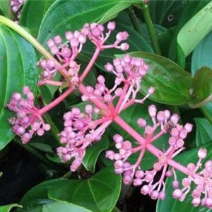 Cây giống Hòn Ngọc Viễn Đông - CayGiongTot