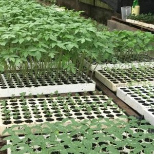 Combo 5 cái Khay (Vỉ) xốp 112 lỗ ươm  hạt