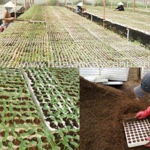 Khay (Vỉ) xốp 112 lỗ ươm hạt