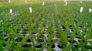 Khay (Vỉ) xốp 112 lỗ ươm hạt