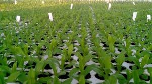 Khay (Vỉ) xốp 112 lỗ ươm hạt