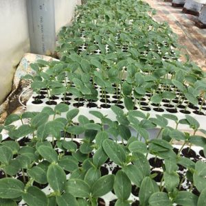 Khay (Vỉ) xốp 84 lỗ ươm hạt