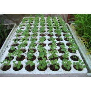 Khay (Vỉ) xốp 84 lỗ ươm hạt