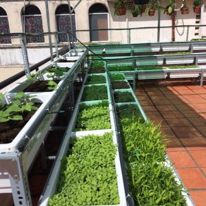 Khay trồng rau thông minh kích thước 690x430x150 (mm) màu trắng