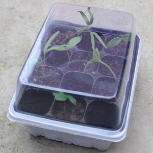 Khay chuyên dùng ươm hạt giống, cây giống 12 lỗ có nắp đậy giữ ẩm và lỗ thoát nước tiện dụng - Black