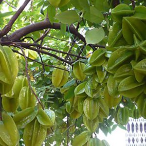 Cây khế đang hoa - Ngũ liêm tử - Coromandel goose-berry