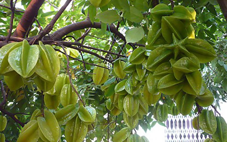 Cây khế đang hoa - Ngũ liêm tử - Coromandel goose-berry