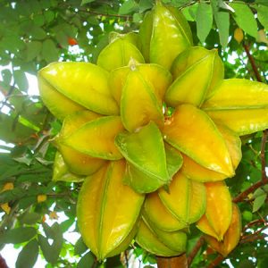 Cây khế đang hoa - Ngũ liêm tử - Coromandel goose-berry