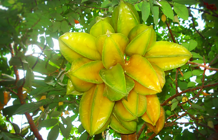 Cây khế đang hoa - Ngũ liêm tử - Coromandel goose-berry