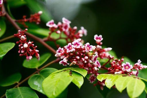Cây khế đang hoa - Ngũ liêm tử - Coromandel goose-berry