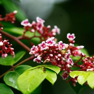 Cây khế đang hoa - Ngũ liêm tử - Coromandel goose-berry