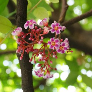 Cây khế đang hoa - Ngũ liêm tử - Coromandel goose-berry