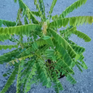 Chai 20ml phân bón lá Tano-xanh