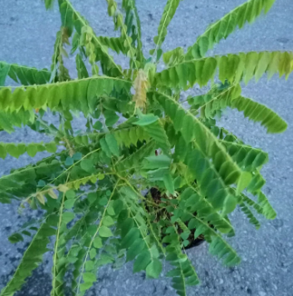 Chai 20ml phân bón lá Tano-xanh