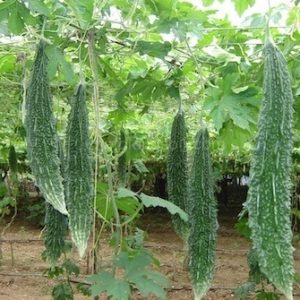 Gói 1g hạt giống khổ qua F1 - trái lớn xanh đậm