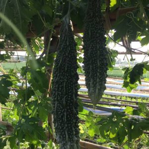 Gói 1g hạt giống khổ qua F1 - trái lớn xanh đậm