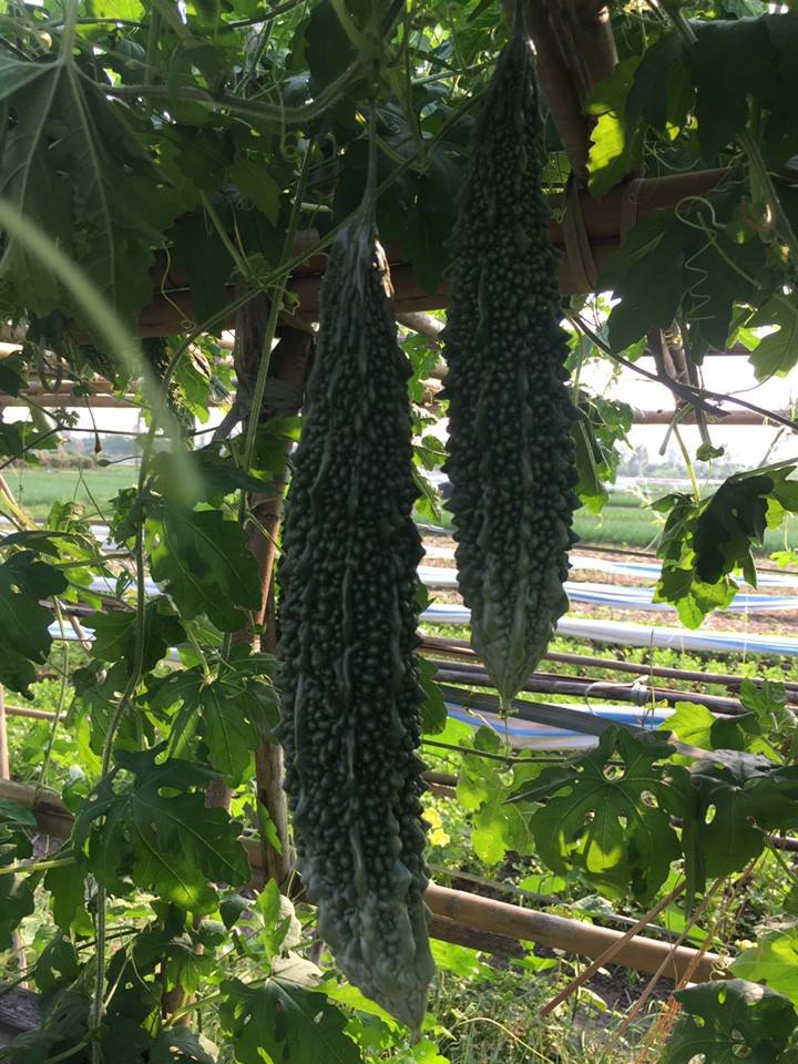 kho-qua-dam-2 Gói 1g hạt giống khổ qua F1 - trái lớn xanh đậm