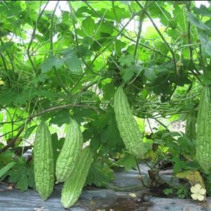 Gói 10g hạt giống khổ qua xanh nhạt