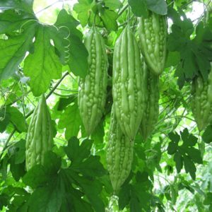 Gói 10g hạt giống khổ qua xanh nhạt