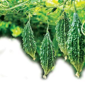 Gói 2g hạt giống khổ qua rừng