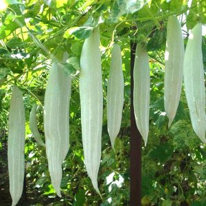 GÓI 2GR HẠT GIỐNG KHỔ QUA TÂY MƯỚP RẮN CAO SẢN