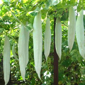 Gói 2g hạt giống mướp rắn