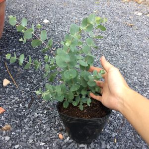 Chậu cây khuynh diệp - Cây Đô La