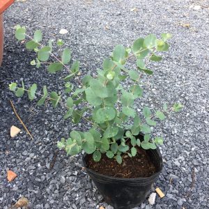 Chậu cây khuynh diệp - Cây Đô La