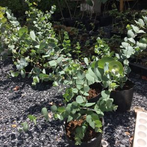 Chậu cây khuynh diệp - Cây Đô La