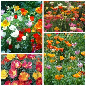 [Hạt mới về, nảy mầm cực tốt] Gói 50 hạt giống hoa Kim Anh cánh kép - hoa Poppy