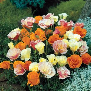 [Hạt mới về, nảy mầm cực tốt] Gói 50 hạt giống hoa Kim Anh cánh kép - hoa Poppy