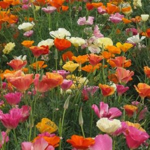 [Hạt mới về, nảy mầm cực tốt] Gói 50 hạt giống hoa Kim Anh cánh kép - hoa Poppy