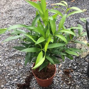 Chậu cây kim giao - Cây phong thủy để bàn