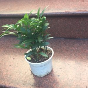 Chậu cây kim giao - Cây phong thủy để bàn