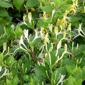 [Cây giống hoa] Kim Ngân Hoa (hoa chuyển màu, thân leo có hương thơm) - CayGiongTot