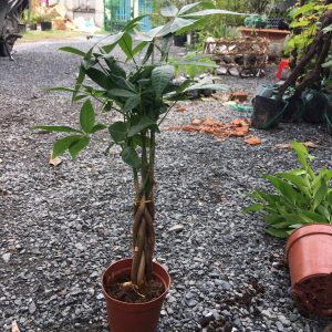 Cây kim ngân xoắn nhỏ - Cây phong thủy để bàn văn phòng