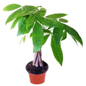 Cây kim ngân xoắn nhỏ - Cây phong thủy để bàn văn phòng