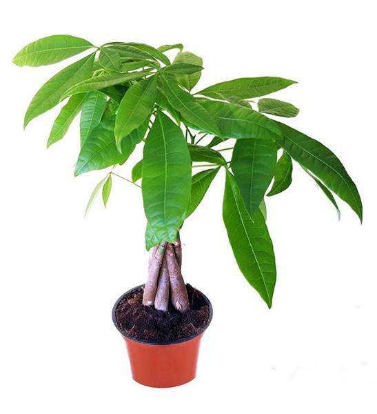 Cây kim ngân xoắn nhỏ - Cây phong thủy để bàn văn phòng