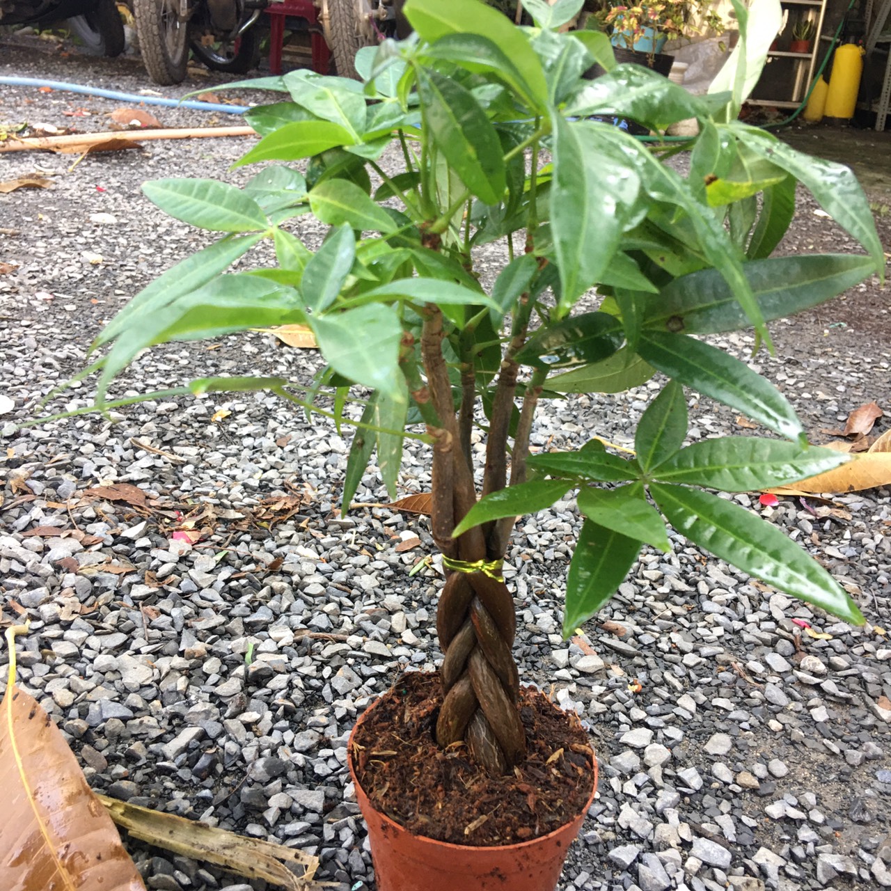 kim-ngan-de-ban-3 Cây kim ngân xoắn nhỏ - Cây phong thủy để bàn văn phòng