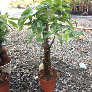 Cây kim ngân xoắn nhỏ - Cây phong thủy để bàn văn phòng