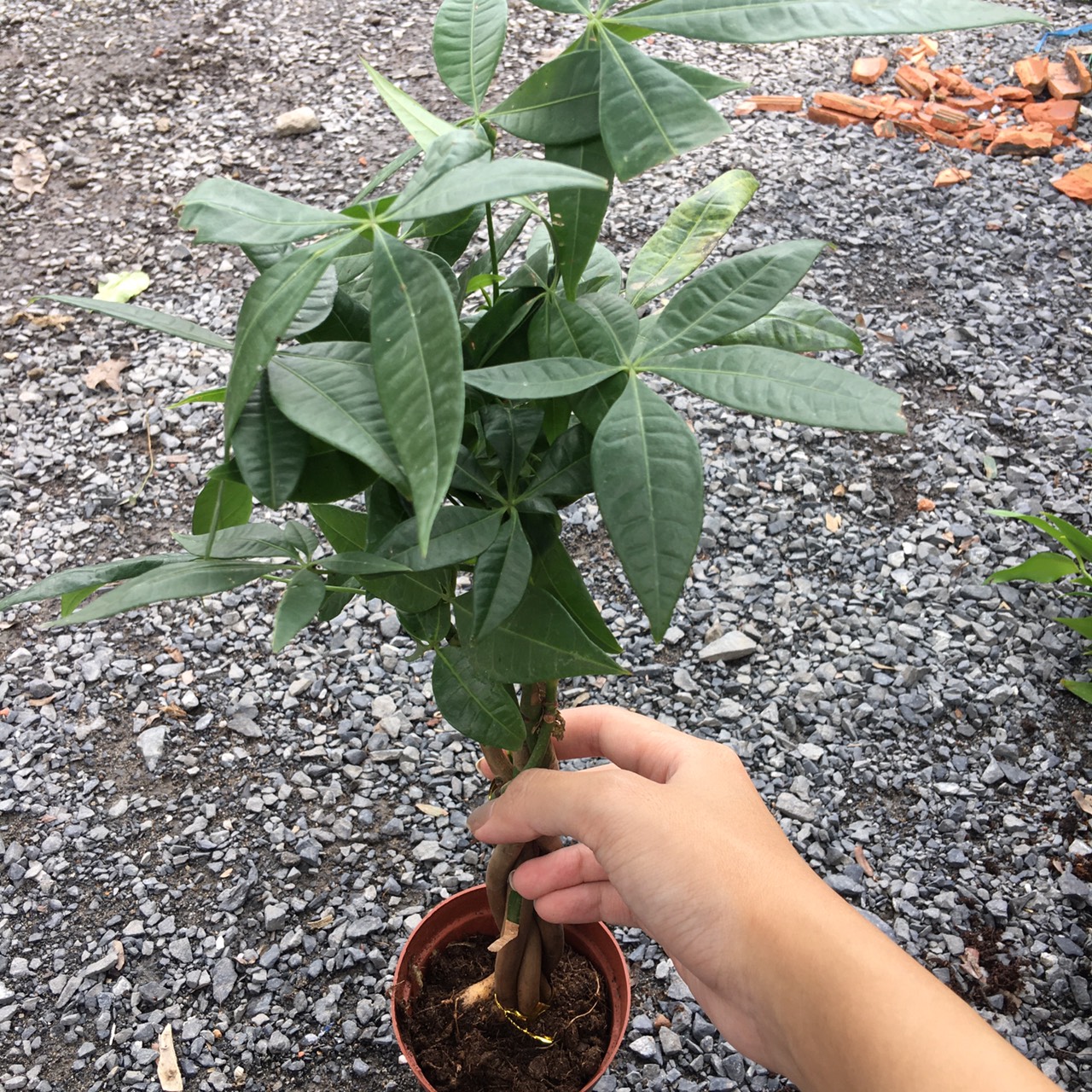 kim-ngan-de-ban Cây kim ngân xoắn nhỏ - Cây phong thủy để bàn văn phòng