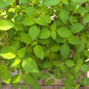 Gói 2g hạt giống kinh giới