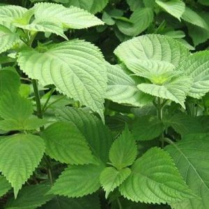 Gói 2g hạt giống kinh giới