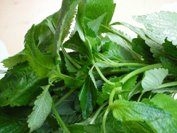 Gói 2g hạt giống kinh giới