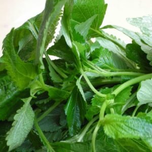 Gói 2g hạt giống kinh giới