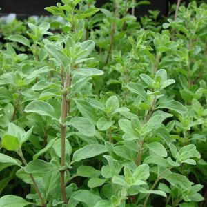 Gói 100  hạt giống Marjoram Kinh Giới Ngọt