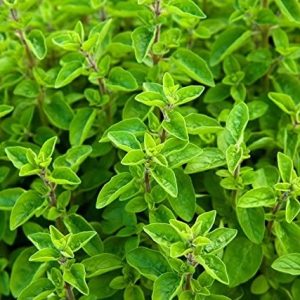 Gói 100  hạt giống Marjoram Kinh Giới Ngọt